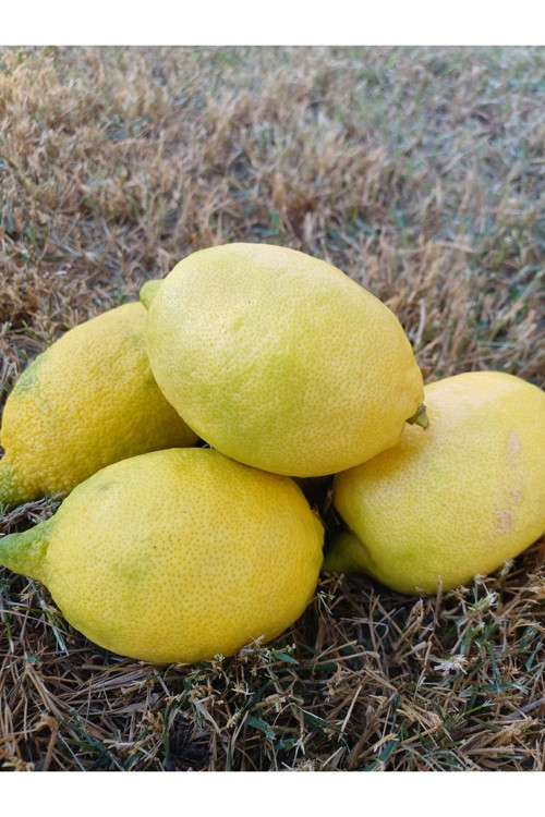Sulu Limon 2 Kg
