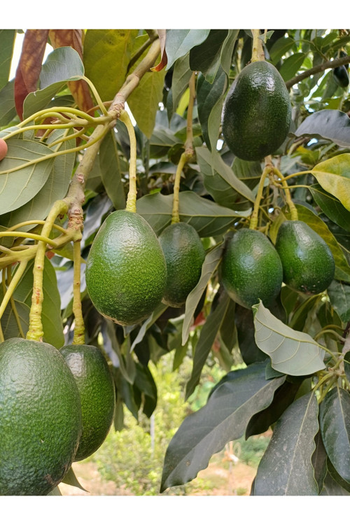 Yeşil Anamur Muz'U 2Kg, 1 Kg Avokado