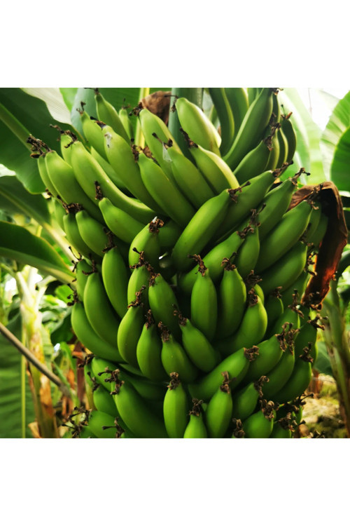 2 Kg Yeşil Anamur Muzu.