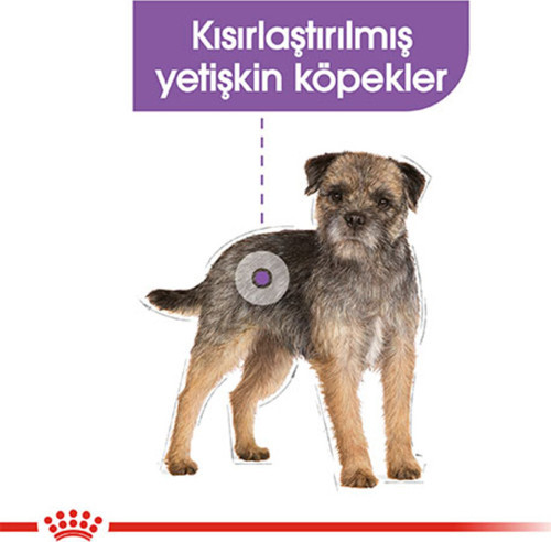 Royal Canin Mini Sterilised Kısırlaştırılmış Yetişkin Köpek Maması 3 Kg alithestereo