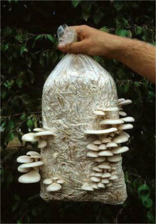 6 Lt 3 Kg Istiridye Mantarı Miseli Tohum Kompostu Mantar Vermeye Hazır Durumda
