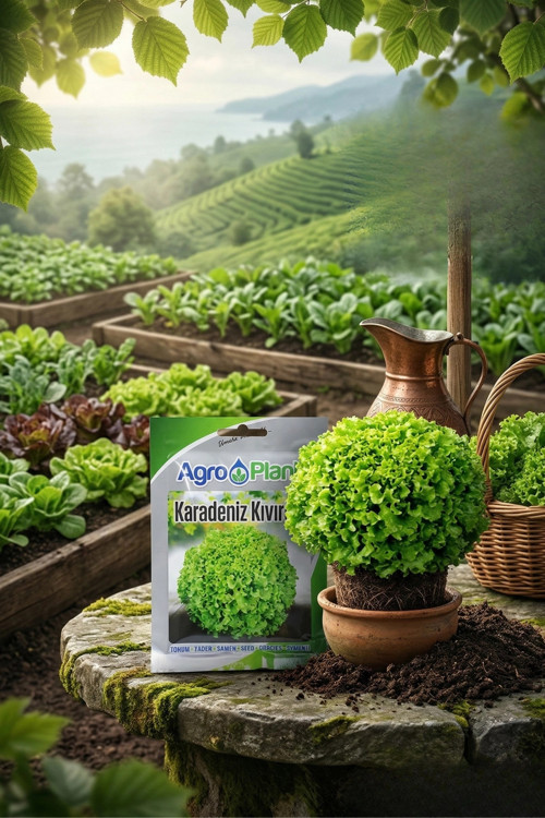 Karadeniz Kıvırcık Marul Tohumu 25 gr