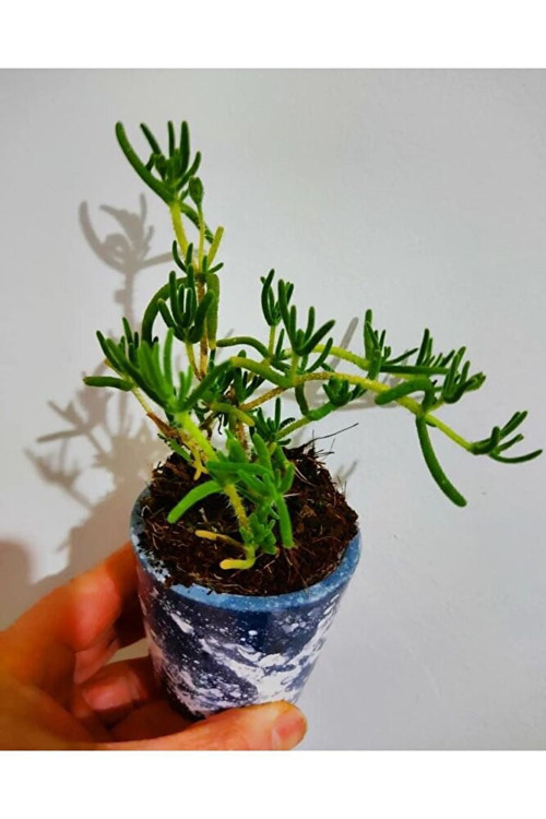 Acem Halisi Cicegi Fidesi(2ADET) -yer Örtücü-mezar Örten Cicek (10-15CM)