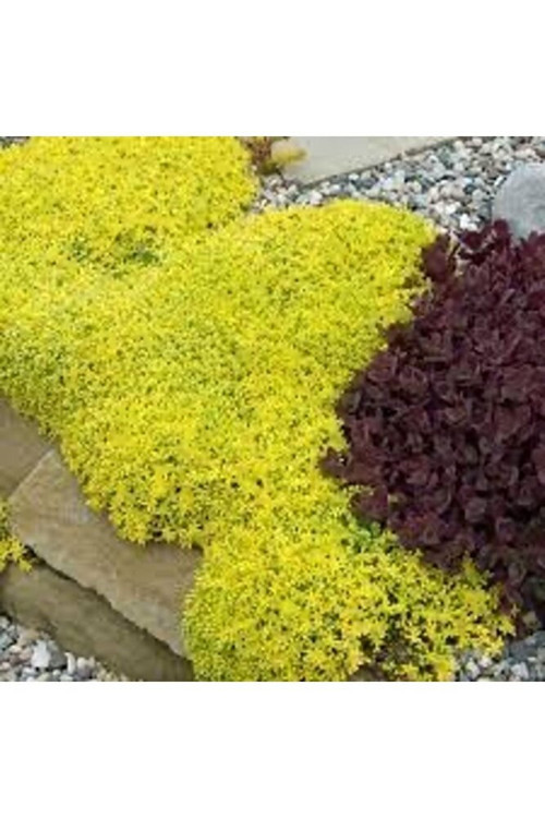 (5 adet) Sedum bitkisi fidesi -yer örtücu- mezar örtücü (10-15 cm)
