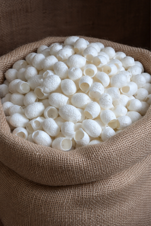 Ipek Böceği Kozası 20 adet Yüz Peelingi Ipekkozası Ipek Kozası Kesik Koza Güncel Mahsul