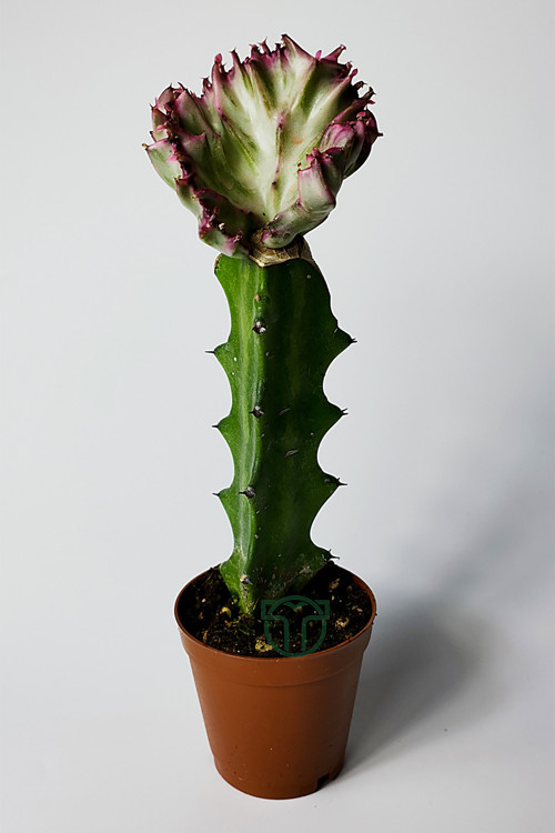 Euphorbia Lactea Cristata Variegata – Özel Seri Koleksiyon Aşılı