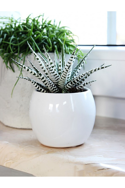 Zebra Sukulent Haworthia Fasciata Alba Beyaz Benekli Özel Tür Sukulent 8.5 Cm Kırmızı Saksıda