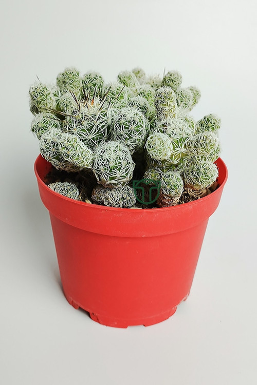 Dantel Kaktüs Beyaz Nadir Mammillaria Gracilis Fragilis Özel Tür Bol Yavrulu Beyaz Çiçek Verir 8.5