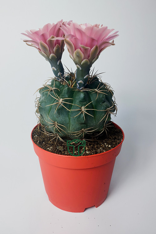 Gymnocalycium Baldianum - çiçek açan nadir kaktüs - kolay bakım - canlı renkler - 8.5 cm saksıda
