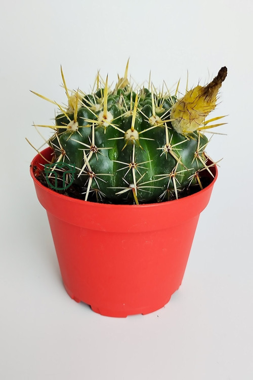 Notocactus Submammulosus büyük boy kaktüs sarı çiçek açan canlı parlak özel tür 8.5 cm kırmızı saksı