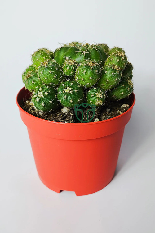 Bol yavrulu kaktüs Matucana Polzii kırmızı açan kaktüs 8.5 cm kır