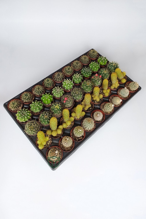 45 Adet Özel Tür Kaktüs 9 Arlı Set #2 Toptan 5.5 Cm Saksıda