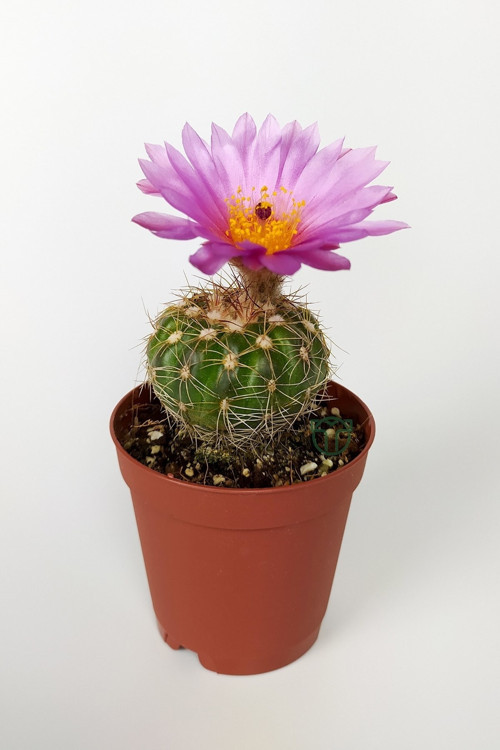 Natocactus Ubelmanianus Pembe Çiçek Açan Kaktüs Özel Tür 5.5 Cm Saksıda