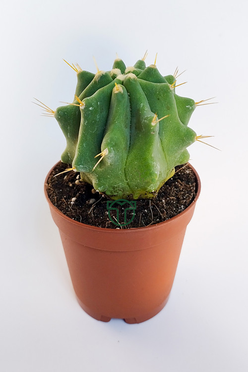 Ferocactus Glaucescens kuraklığa dayanıklı bitki özel tür katküs