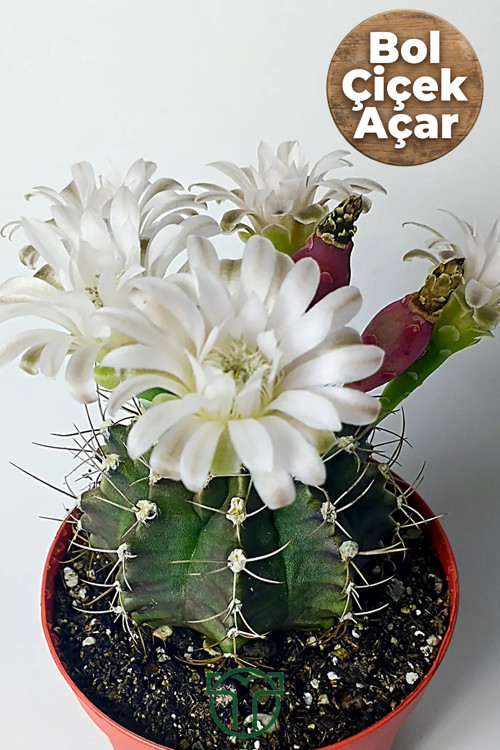 Bol Çiçek Açan Beyaz Çiçekli Gymnocalycium Kaktüs 8.5 cm Saksıda