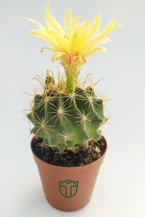Thelocactus Ideas Çiçek Açan Kaktüs 5.5 cm