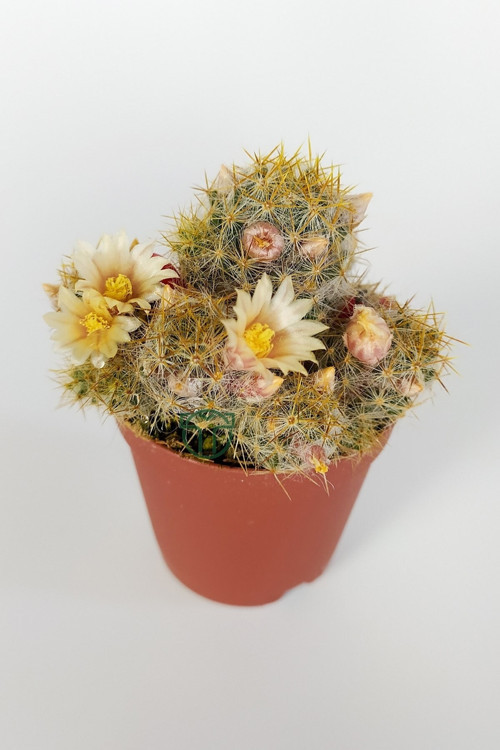 Mammillaria Prolifera Teksas Meme Kaktüsü Krem Çiçek Açan Kaktüs 5.5 Cm Saksıda