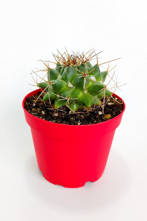 Mammillaria Magnimamma Nadir Kaktüs Özel Tür Nadide Kaktus Tekli Kaktüs 8.5 cm Saksıda