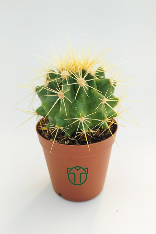 Altın Fıçı Kaktüsü, Echinocactus Grusonii, (5.5 CM)