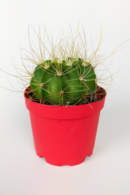Echinopsis Aurea Özel Tür Kaktüs Büyük Boy Uzun Sarı Dikenli 8.5 Cm Kırmızı Saksıda