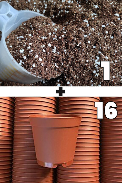 1 Litre Kaktüs Sukulent Yetiştirme Toprağı Ve 16 Adet 5.5 Cm Kaktüs Sukulent Saksısı