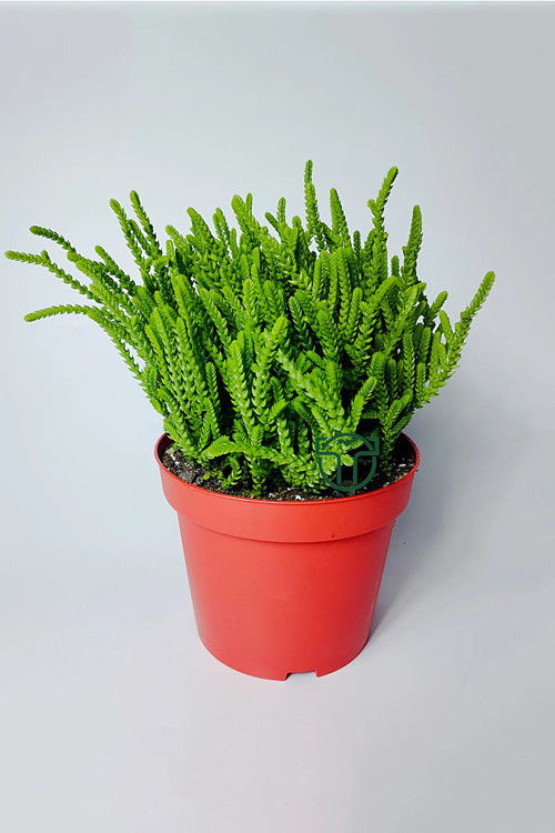 Prenses Çami büyük boy Crassula Muscosa 12 cm saksıda