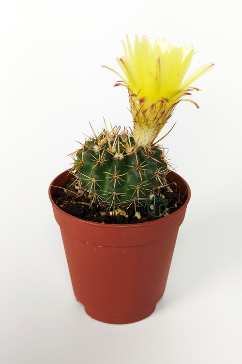 Notocactus Summammulasus Nadide Özel Tür Kaktüs Nadir Kaktüs 5.5 cm Saksıda