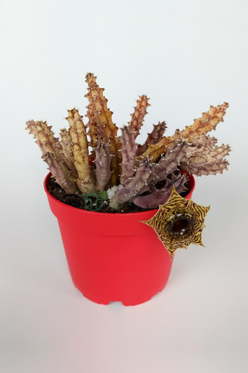 Huernia Zebrina Asclepiadaceae Leş Kaktüsü Leopar Desen Çiçekli 8.5 Cm Kırmızı Saksıda
