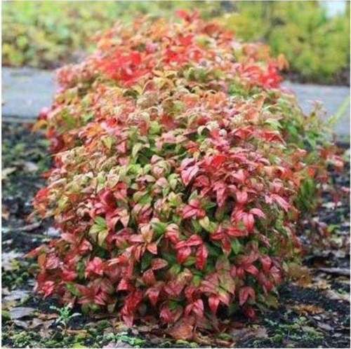 CENNET BAMBUSU 3 ADET - Nandina Domestica