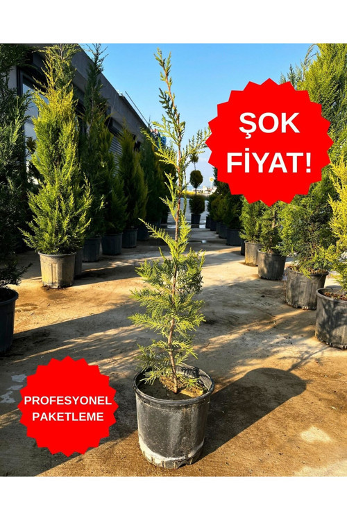Leylandi Fidesi