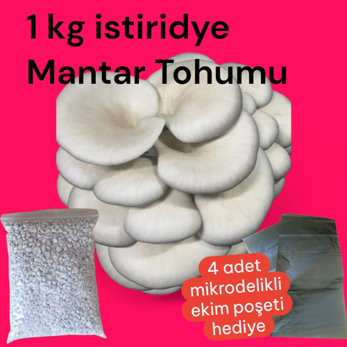 İstiridye Mantar Tohumu 1 Kg (4 ADET EKİM POŞETİ HEDİYELİ)
