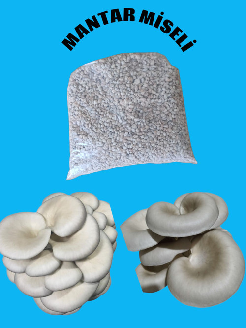 Kavak Mantarı Tohumu 1 kg ( Ekim yönergesi ile)