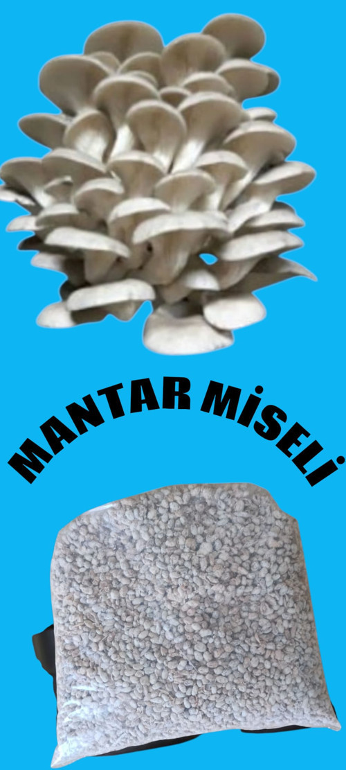 İstiridye mantar tohumu 1 kg ( Çay posasında yetiştirmeye uygun)