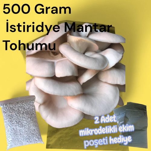 500 Gram İstiridye Mantar Tohumu ( 2 adet Ekim Poşeti hediyeli)