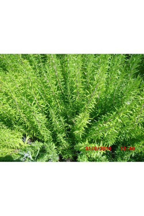 BİBERİYE ROSMARİNUS - KOKULU AROMATİK BİTKİ 30 ADET