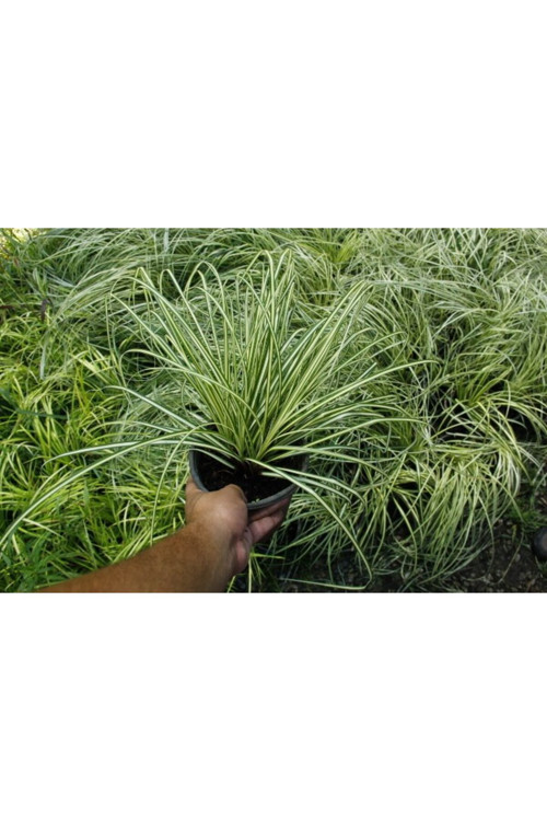 CAREX EVERGOLD 20 ADET - ÇOK YILLIK OTSU BİTKİ