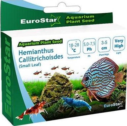 Bitki Tohumu Hemianthus Callitrichoides