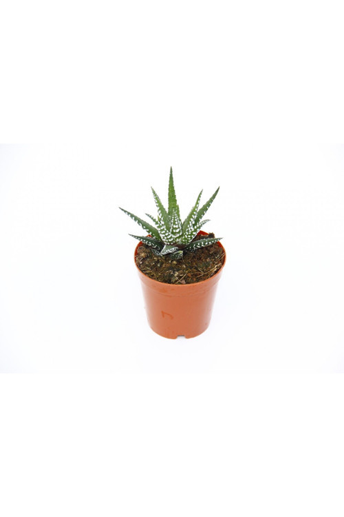 ZEBRA KAKTÜS 20 ADET - Haworthia Fasciata