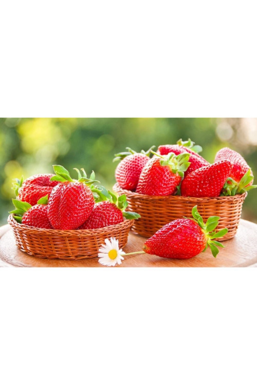 35 Adet Camarosa ( Yediveren ) Çilek Fidanı Açık Kök Taze Söküm ( Frigo )