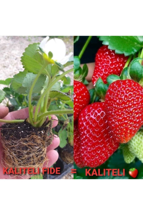91 Adet Karme Çilek Fidesi Kokolu Ve 1 Inci Sınıf Açık Köktür