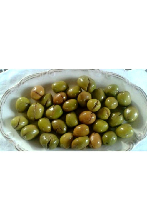Nizip Zeytin Fidanı Verimli 1,5 Yaş 80 1 Metre Tüplü