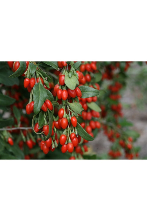 9 Adet Goji Berry ( Kurt Üzümü ) Fidanı