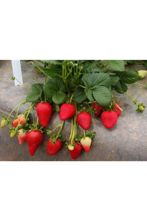 200 Adet Rubugen Çilek Fidesi