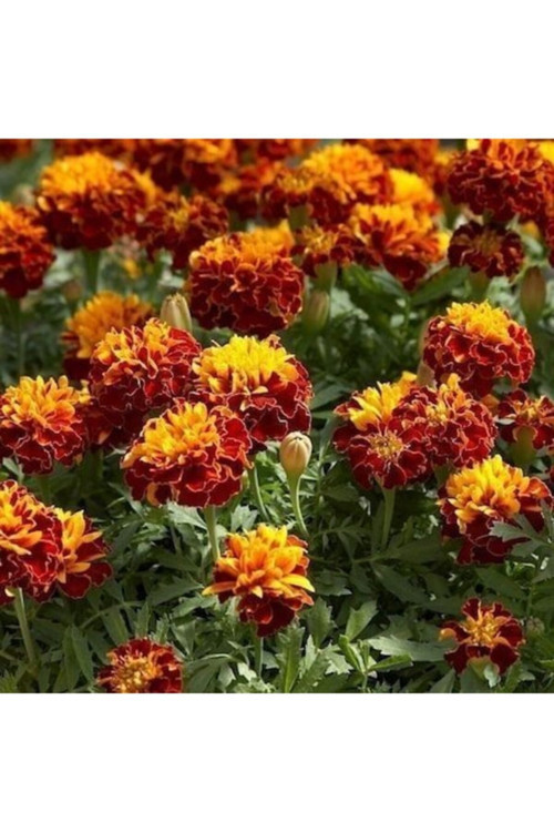 Kadife Çiçeği Tohumu (1 Paket)