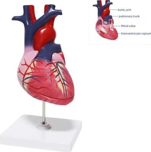 Kalp Tıp Eğitim Maketi Model 51
