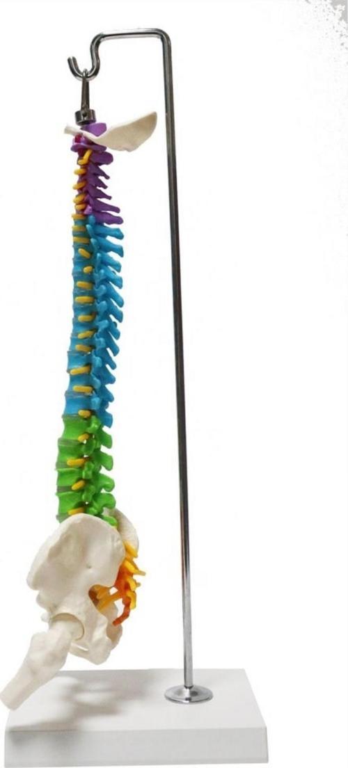 Omurga Maketi 45 cm Model 14
