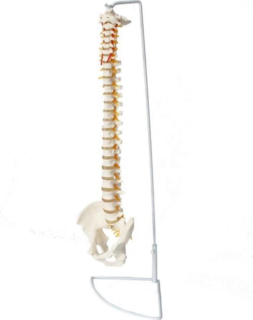 Omurga Maketi 85 cm Model 15