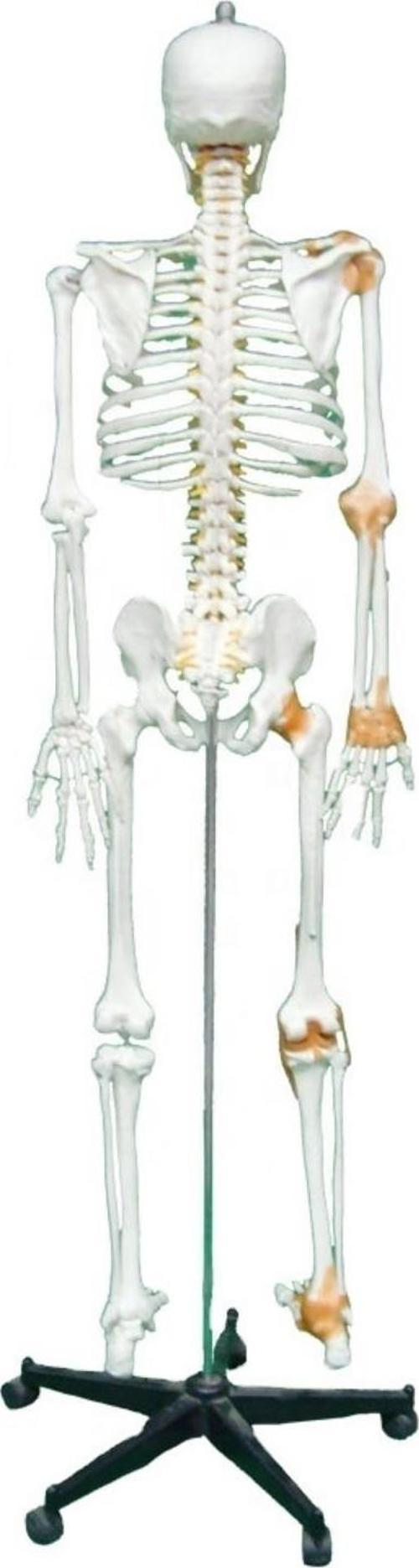 Tam İskelet Maketi 170 cm Model 11