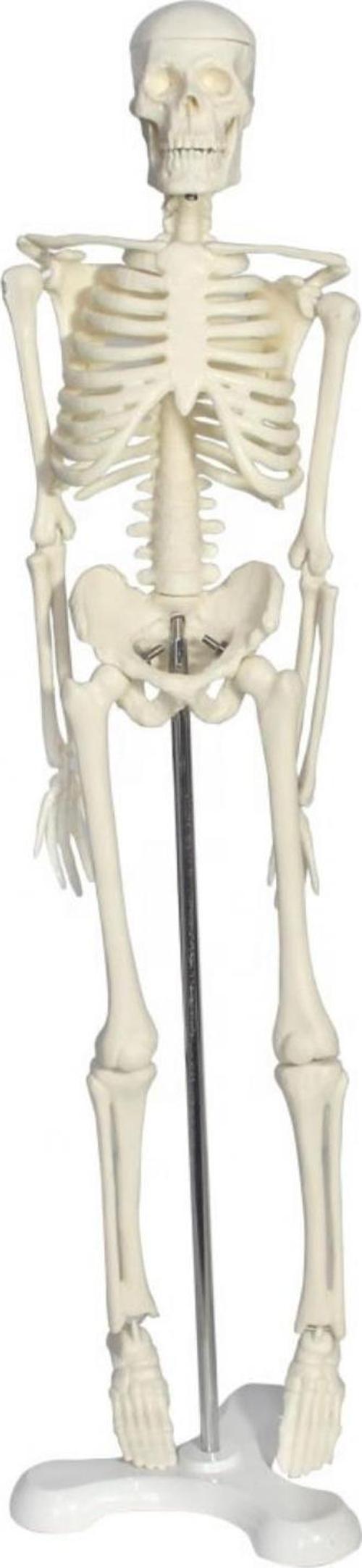 Tam İskelet Maketi 45 cm Model 4