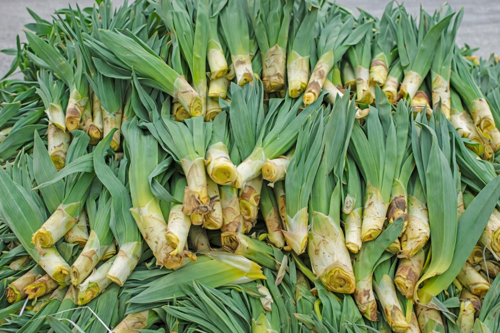 Taze Ovacık Çiriş Otu 1kg.(Dağ Pırasası)